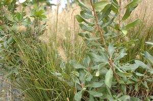Myrica pensylvanica & Pennisetum alopecuroides 'Hamelin'