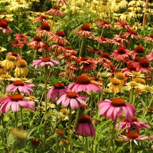Echinacea varieties