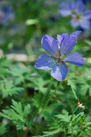 Geranium 'Rozanne' 