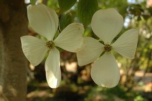 Cornus florida - Flowering Dogwood