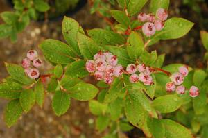 Vaccinium corymbosum 'Northland'
Highbush Blueberry